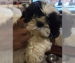 Puppy Puppy 6 Zuchon