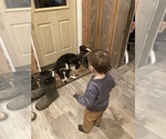 Small Photo #1 Border Collie Puppy For Sale in COLTON, OR, USA