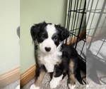 Puppy Jeffrey Miniature Australian Shepherd
