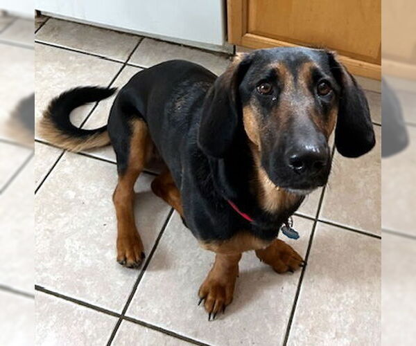 Medium Photo #4 Basset Hound-German Shepherd Dog Mix Puppy For Sale in Deepwater, NJ, USA