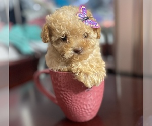 Poodle (Toy) Dog for Adoption in PORTERVILLE, California USA