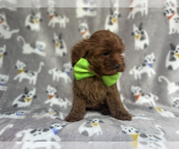 Medium Photo #7 Cavapoo Puppy For Sale in LAKELAND, FL, USA