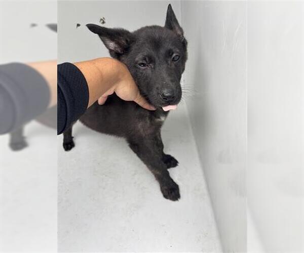 Medium Photo #1 Holland Shepherd Puppy For Sale in Houston, TX, USA