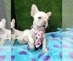 Small Photo #10 French Bulldog Puppy For Sale in SAN BERNARDINO, CA, USA