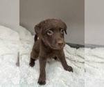 Small #4 Collie-Labrador Retriever Mix