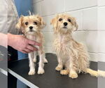 Small #1 Maltese Mix