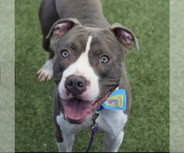 Medium Photo #3 Bullboxer Pit Puppy For Sale in Brewster, NY, USA