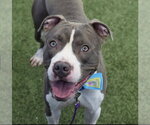 Small #2 Bullboxer Pit