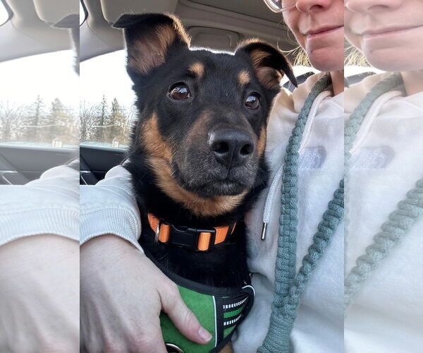 Medium Photo #6 Australian Kelpie-Unknown Mix Puppy For Sale in Germantown, OH, USA