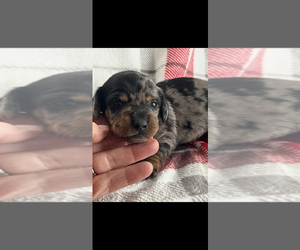 Dachshund Puppy for sale in NILES, MI, USA