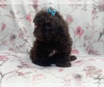 Small #7 ShihPoo