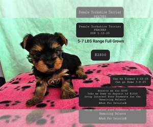 Yorkshire Terrier Puppy for sale in TUCSON, AZ, USA