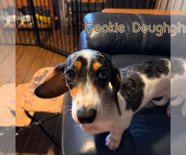 Medium Photo #19 Dachshund Puppy For Sale in San Antonio, TX, USA