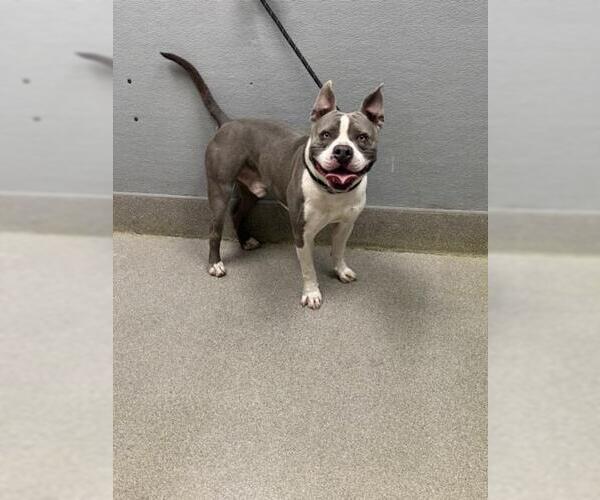 Medium Photo #1 American Pit Bull Terrier-Unknown Mix Puppy For Sale in Las Vegas, NV, USA