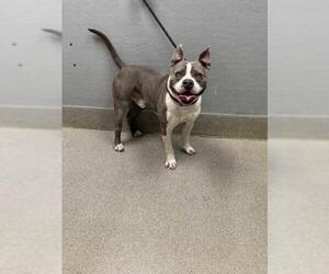 American Pit Bull Terrier-Unknown Mix Dogs for adoption in Las Vegas, NV, USA