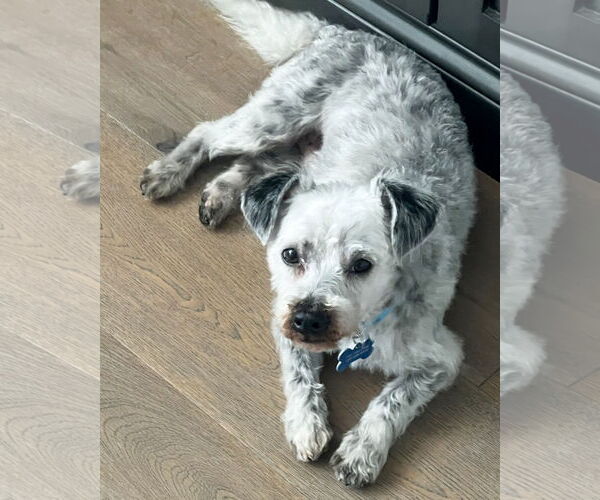 Medium Photo #3 Mutt Puppy For Sale in Corona, CA, USA