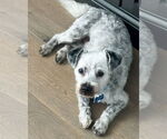 Small #2 Mutt