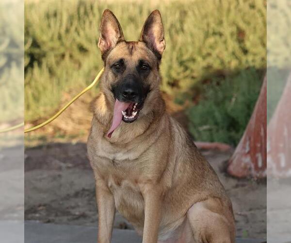 Medium Photo #2 German Shepherd Dog Puppy For Sale in Modesto, CA, USA