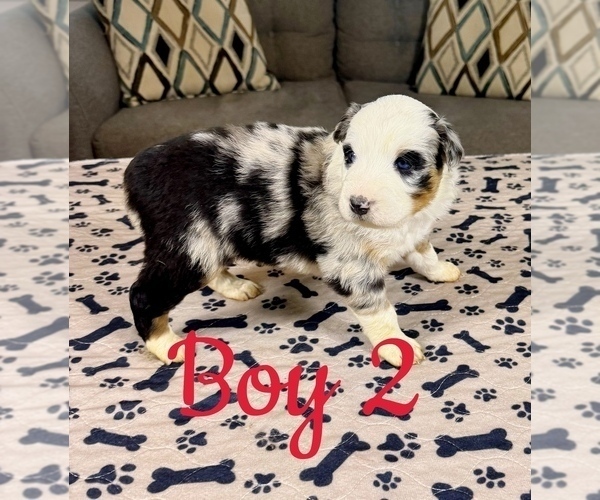Medium Photo #18 Australian Shepherd Puppy For Sale in SALISBURY, NC, USA