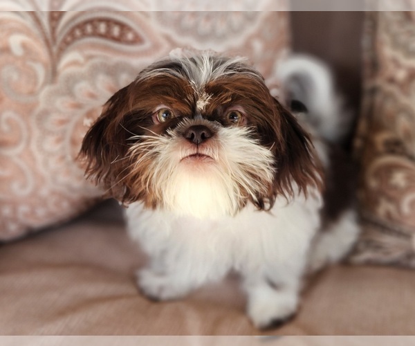 Medium Photo #6 Shih Tzu Puppy For Sale in WESLEY CHAPEL, FL, USA