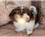 Small #5 Shih Tzu