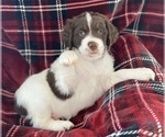 Small Photo #7 Brittany Puppy For Sale in GRANVILLE, MA, USA