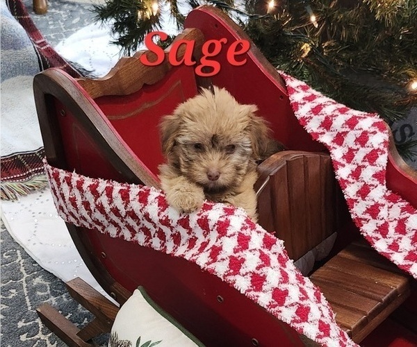 Medium Photo #4 Havanese Puppy For Sale in ALBION, PA, USA