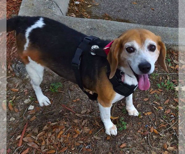 Medium Photo #2 Beagle Puppy For Sale in Dunnellon, FL, USA