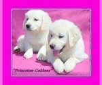 Small Photo #5 English Cream Golden Retriever Puppy For Sale in PRINCETON, WV, USA