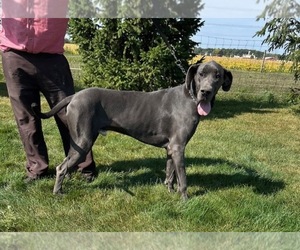 Father of the Great Dane puppies born on 06/27/2026