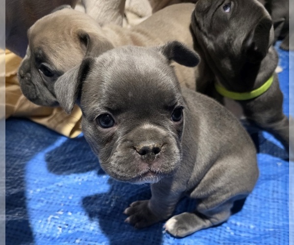 Medium Photo #5 French Bulldog Puppy For Sale in BLANCA, CO, USA