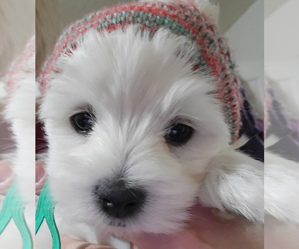 Medium Photo #1 Maltese Puppy For Sale in CHESAPEAKE, VA, USA