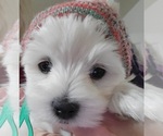 Small Maltese