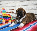 Small #2 Great Dane Mix