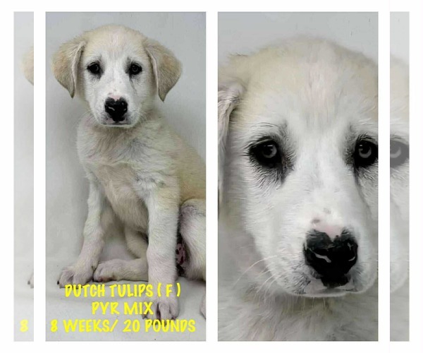 Medium Photo #4 Great Pyrenees-Unknown Mix Puppy For Sale in pomfret, CT, USA