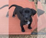 Small #3 American Pit Bull Terrier-Black Mouth Cur Mix