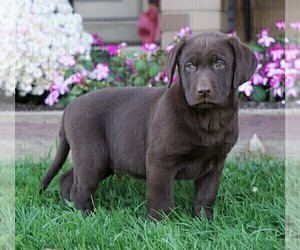 Labrador Retriever Puppy for sale in FREDERICKSBG, OH, USA