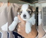 Small #3 Papillon Mix