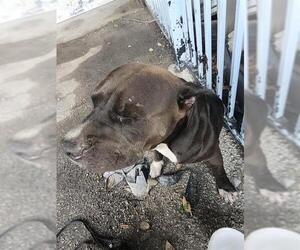 American Bulldog Dogs for adoption in San Antonio, TX, USA