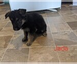 Small Photo #9 German Shepherd Dog Puppy For Sale in LUCERNE, IN, USA