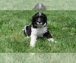 Small #3 Bernedoodle
