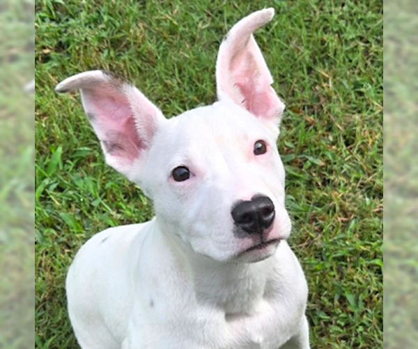 Medium Photo #1 Mutt Puppy For Sale in Sterling, MA, USA