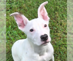 Small Mutt