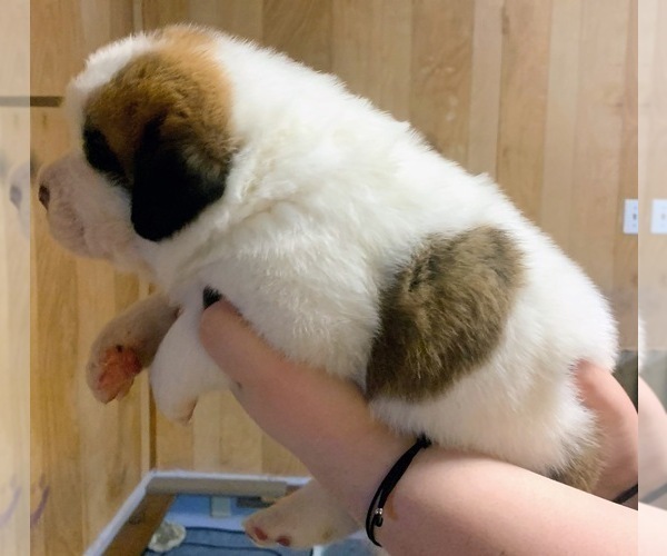 Medium Photo #2 Cane Corso-Saint Bernard Mix Puppy For Sale in WORCESTER, MA, USA