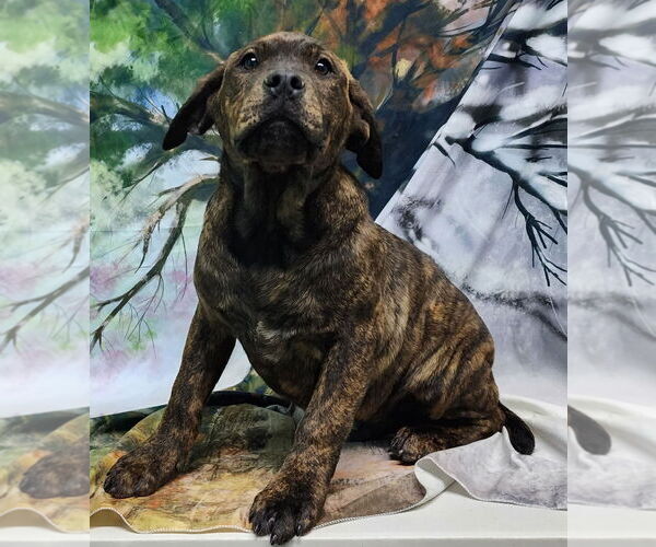 Medium Photo #2 Bulldog-Labrador Retriever Mix Puppy For Sale in Wetumpka, AL, USA