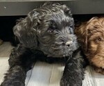 Small Photo #10 Labradoodle Puppy For Sale in SALT LAKE CITY, UT, USA