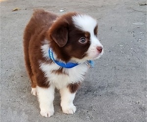 Miniature Australian Shepherd Puppy for sale in POPLARVILLE, MS, USA
