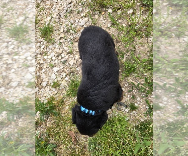 Medium Photo #3 English Shepherd Puppy For Sale in UPTON, KY, USA