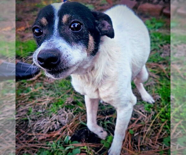 Medium Photo #4 Rat Terrier Puppy For Sale in Atlanta, GA, USA