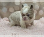 Small #5 French Bulldog